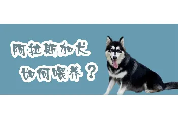 阿拉斯加犬如何喂养