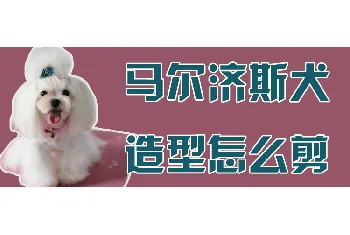 马尔济斯犬造型怎么剪