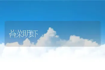 沙漠地鼠龟