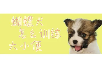 蝴蝶犬怎幺训练大小便