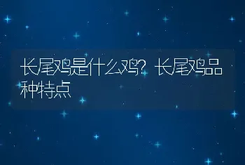 长尾鸡是什么鸡？长尾鸡品种特点