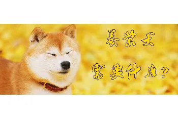 养柴犬需要什么