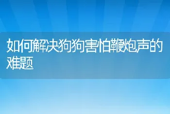 如何解决狗狗害怕鞭炮声的难题