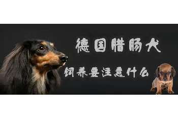 德国腊肠犬饲养要注意什么