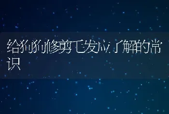 给狗狗修剪毛发应了解的常识