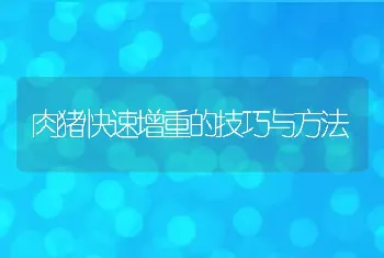 肉猪快速增重的技巧与方法