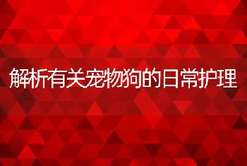 解析有关宠物狗的日常护理