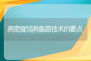 高密度饲养鱼苗技术的要点