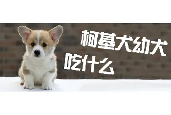 柯基犬幼犬吃什么