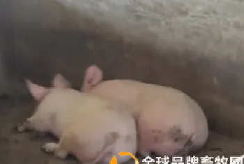 怀孕母猪更容易感染非洲猪瘟病毒？为什么？