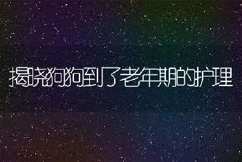 揭晓狗狗到了老年期的护理