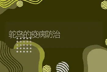 鸵鸟的疫病防治