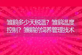 雏鹅多少天脱温？雏鹅温度控制？雏鹅的饲养管理技术