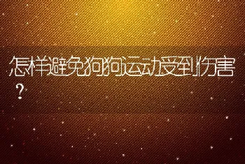 怎样避免狗狗运动受到伤害？