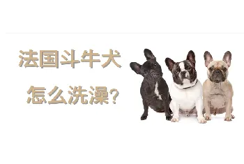 法国斗牛犬怎么洗澡