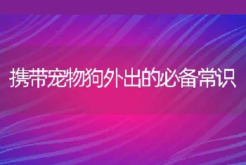 携带宠物狗外出的必备常识