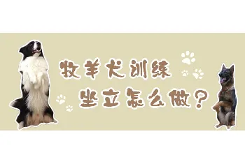 牧羊犬训练坐立怎么做