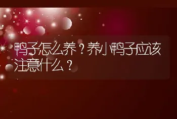 鸭子怎么养？养小鸭子应该注意什么？