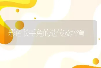 彩色长毛兔的遗传及培育