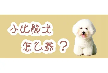 小比熊犬怎么养