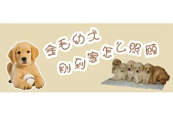 金毛幼犬刚到家怎么照顾