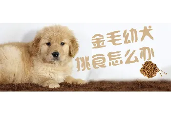 金毛幼犬挑食怎么办