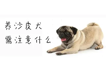 养沙皮犬需注意什么