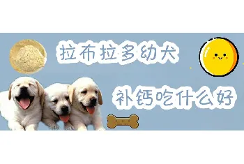 拉布拉多幼犬补钙吃什么好