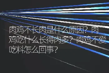 肉鸡不长肉是什么原因？肉鸡吃什么长得肉多？肉鸡不爱吃料怎么回事？