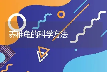 养稚龟的科学方法